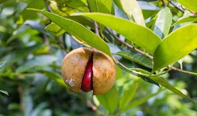 Grow nutmeg at home with simple steps