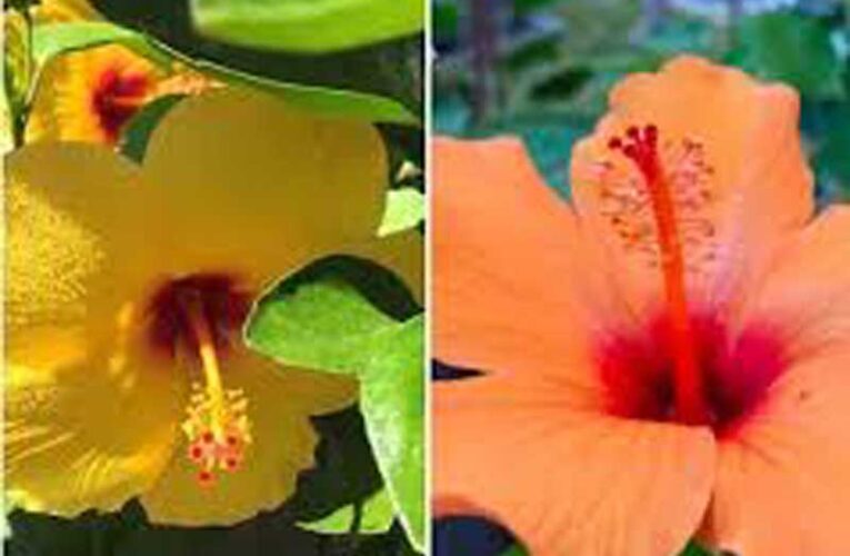 Nature’s wonder: Hibiscus flowers change colours all day long