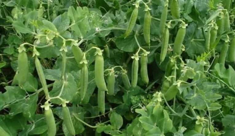 Farmers gear up to plant top pea varieties to boost income