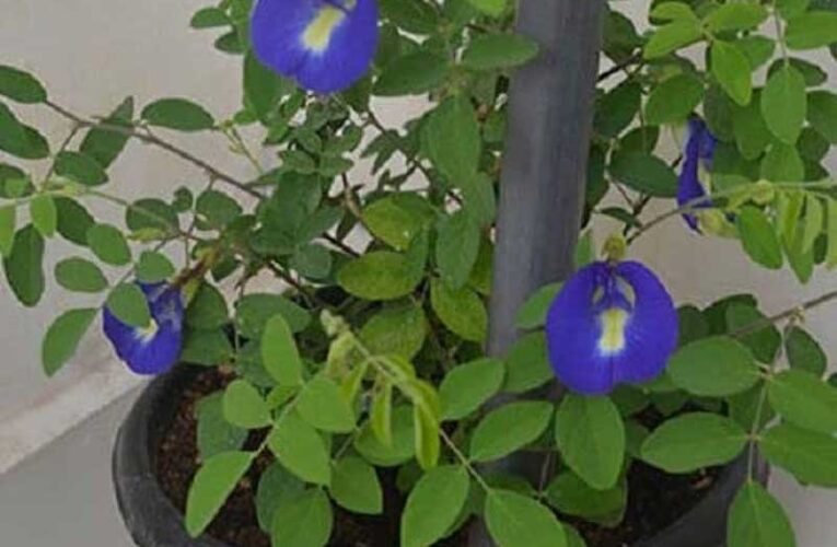 Grow Aparajita plant at home with simple tips