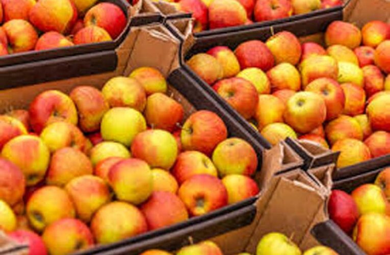 Apple productivity declines in India amid poor nutrition management