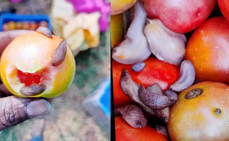 Scientists urge horticulture farmers to use beer to tackle slug problems