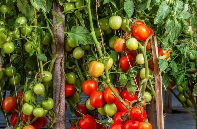 High-yield tomato variety boosts farmers’ earnings