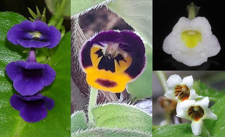 New plant species discovery in Thailand increases excitement