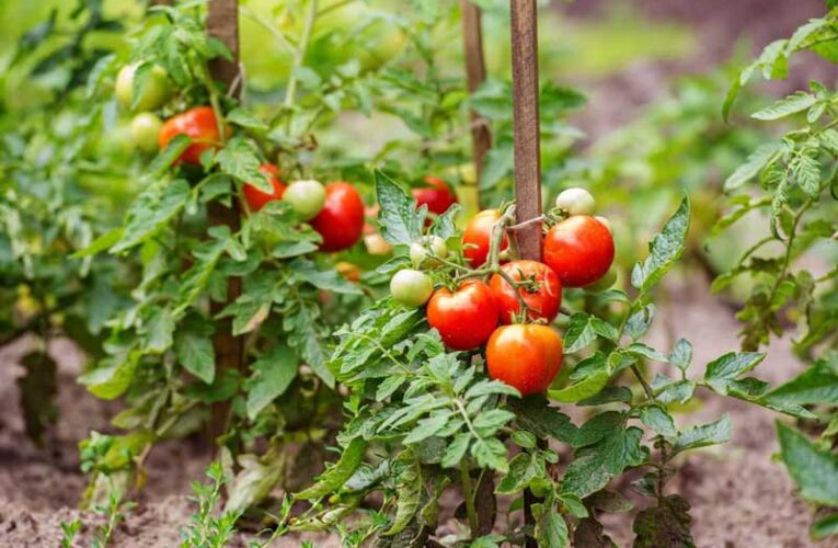 Tomato farming booms in winter with loam soil and ideal temperature