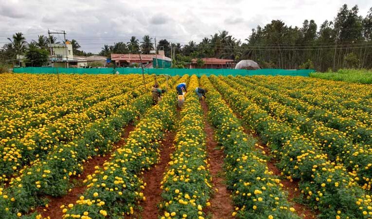 National conference on flower farming solutions, held in Karnal