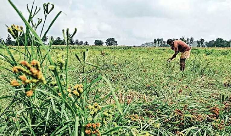 MGNREGA scheme promotes horticulture in Karnataka