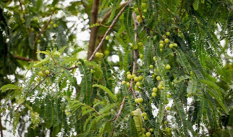 आंवले की बागवानी: किसानों के लिए अतिरिक्त आय का बेहतरीन स्रोत