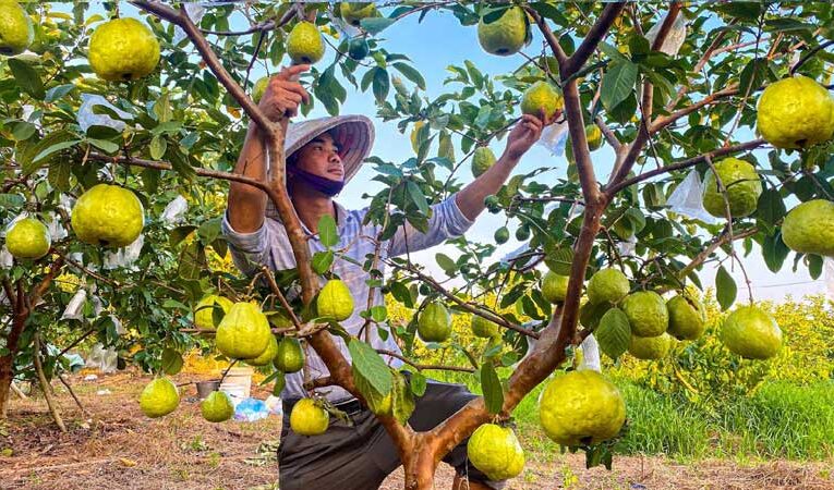 Guava farming brings prosperity to Bundelkhand’s farmers