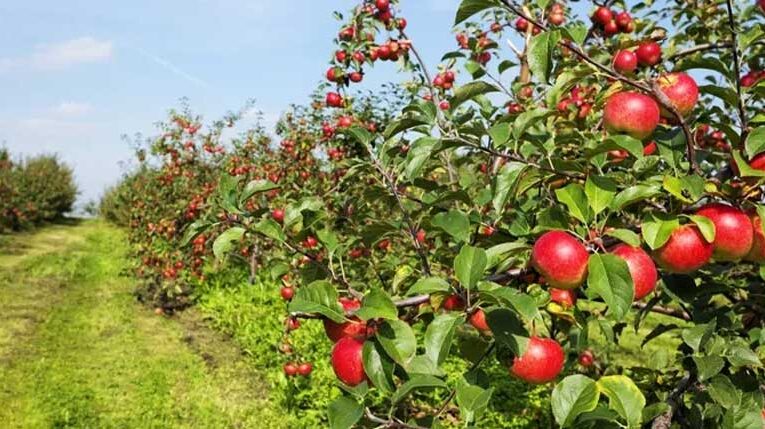 High-density apple cultivation makes Kashmir’s farmers prosperous