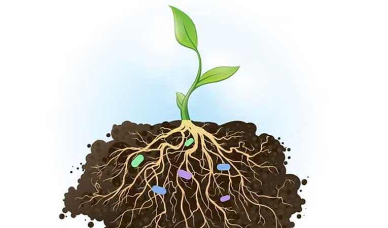 PGPR boosts plant growth naturally