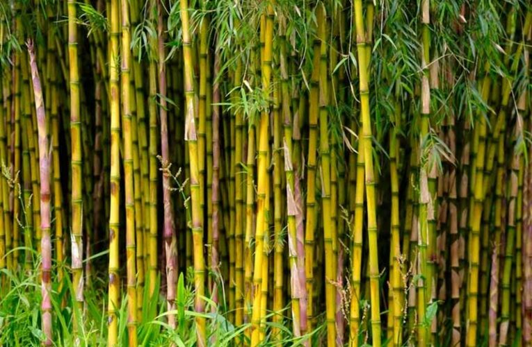 Bamboo flowers bring cyclical famines to Mizoram every 50 years