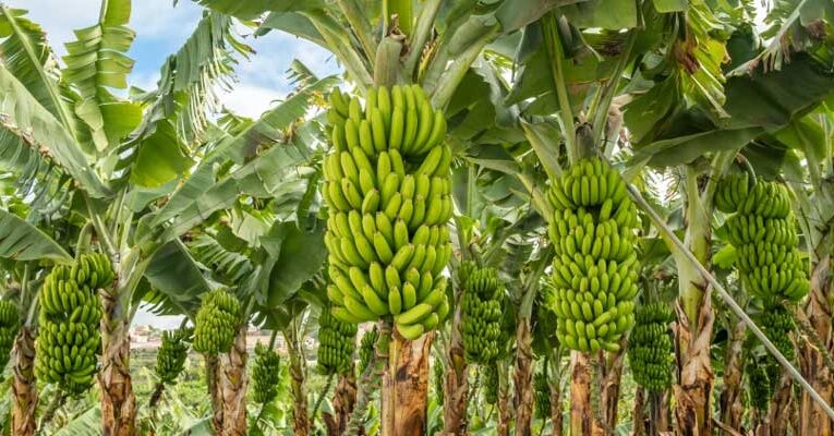 Tips to boost banana yields with smart farming techniques