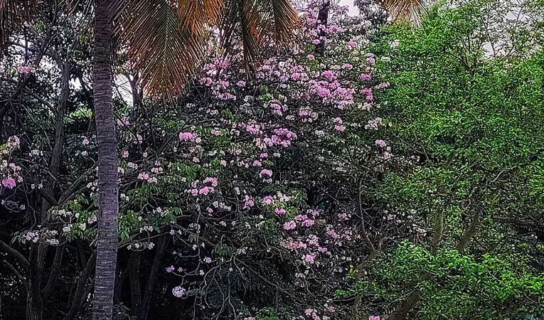 Early arrival of pink Tabebuia trees surprises Bengalureans