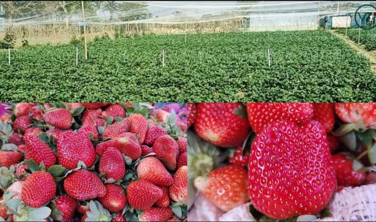 Strawberry farming brings prosperity into Dowal farmers’ lives