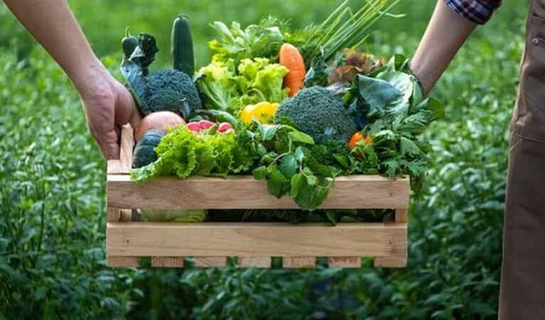 Bihar’s vegetables scheme boosts horticulture with huge subsidies