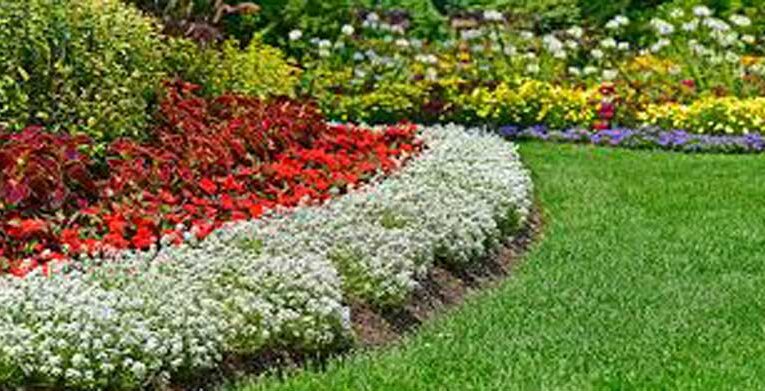 Carpeting garden with ground cover plants