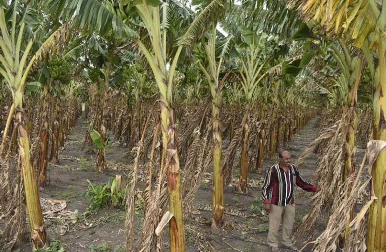 Farmers seek change in tissue-cultured banana subsidy scheme