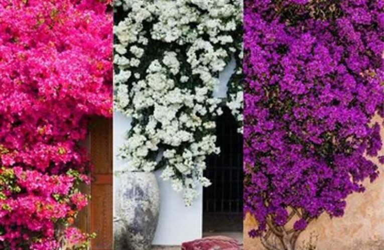 Kerala couple’s bougainvillea garden attracts national & global customers