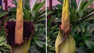 corpse-flower-new