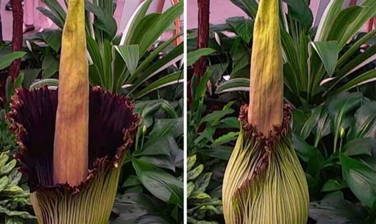 Crowds throng to Geelong to see rare ‘corpse flowers’ bloom