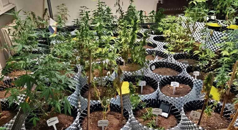 Crime under green: Police bust cannabis nursery in Greater Noida