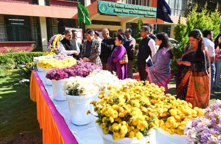 Chrysanthemum exhibition boosts floriculture in Himachal