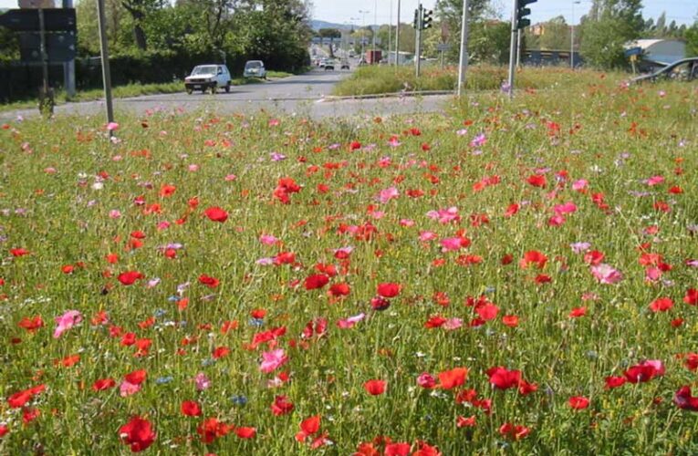 Floriculture promotes biodiversity and strengthens ecosystems