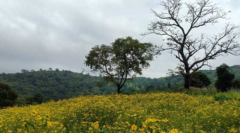 Valisalu flowers attract visitors amid challenges for local growers