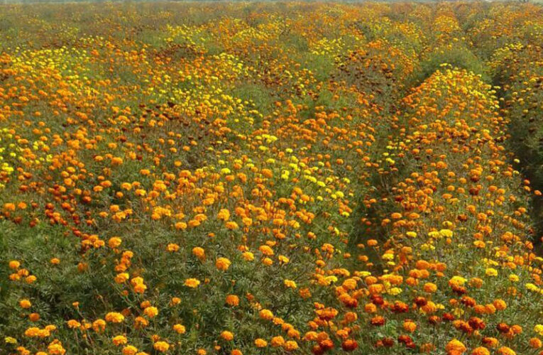 Flower farming booms in Chhattisgarh, doubling farmers’ income