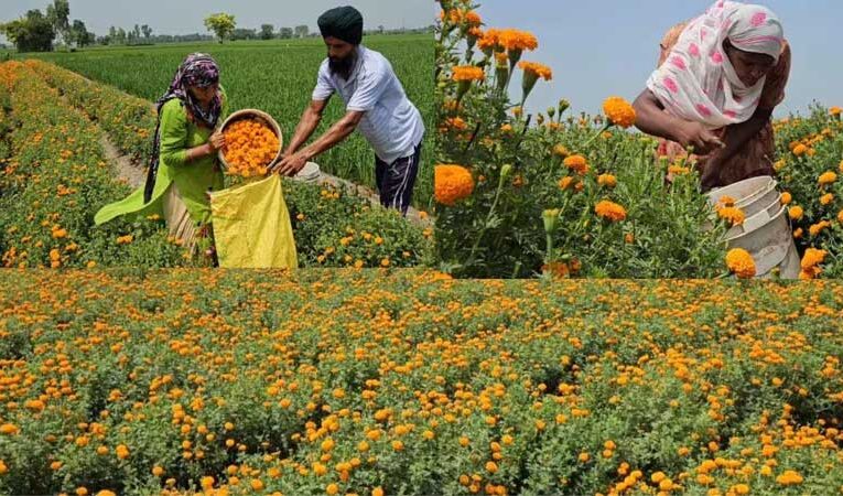 फूलों की खेती से बढ़ी छत्तीसगढ़ के किसानों की कमाई