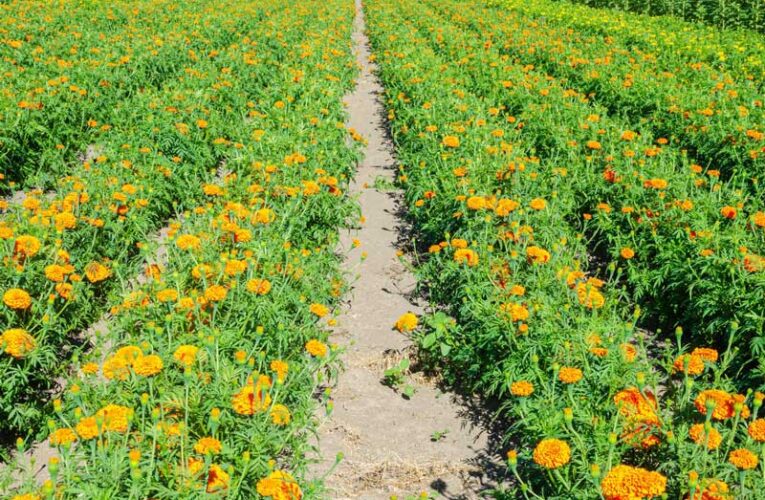 Marigold farming makes Purnia farmer prosperous