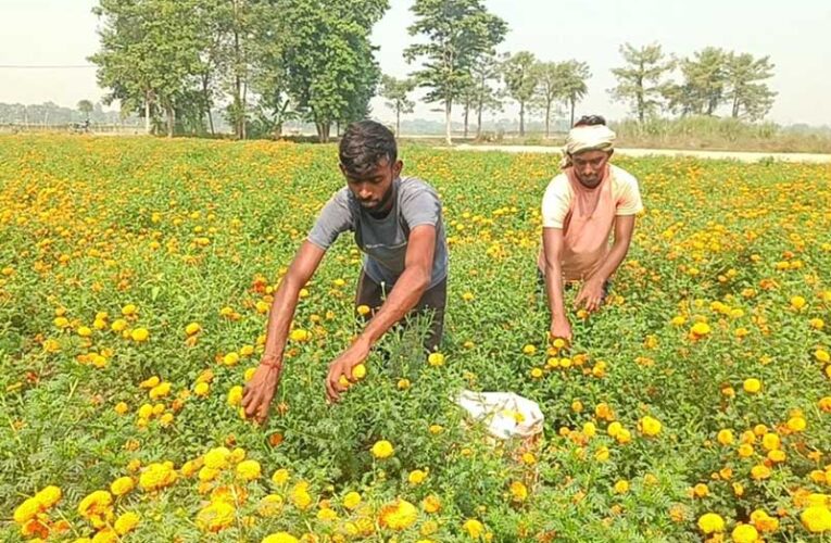 फूलों की खेती से अमिताभ कर रहे हैं मोटी कमाई