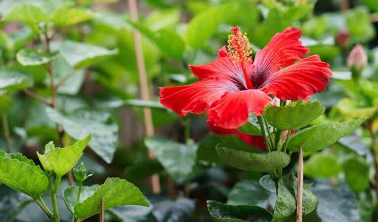 Hibiscus flowers: vibrant blooms for every garden