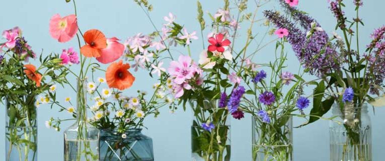 Quality and quantity of flowers affected by post-harvest care