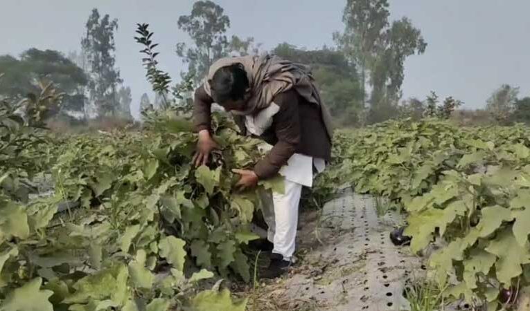 Haryana farmers adopt horticulture for higher profits