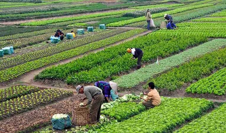 Horticulture Department issues crop protection guidelines