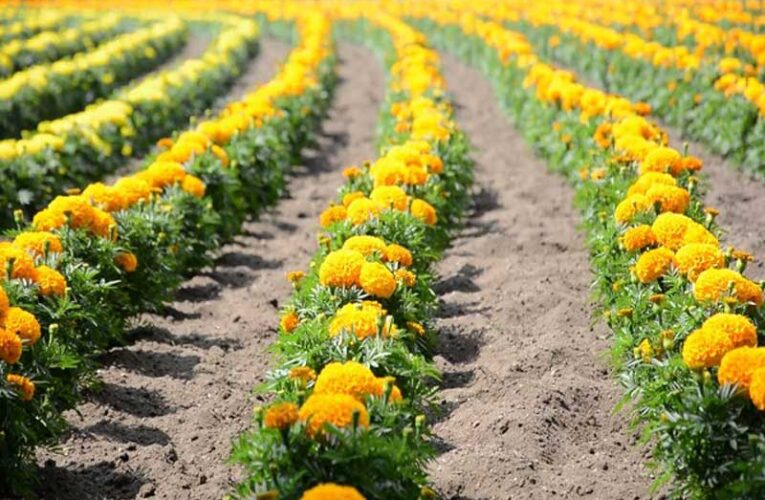 Mehak Yojana boosts flower farming in Himachal