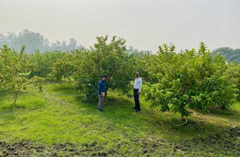 Horticulture Dept aims to plant orchards on 209 hectares in Jind