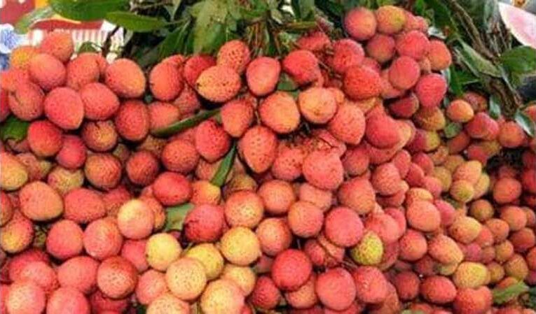 Punjab promotes horticulture, leading to litchi export