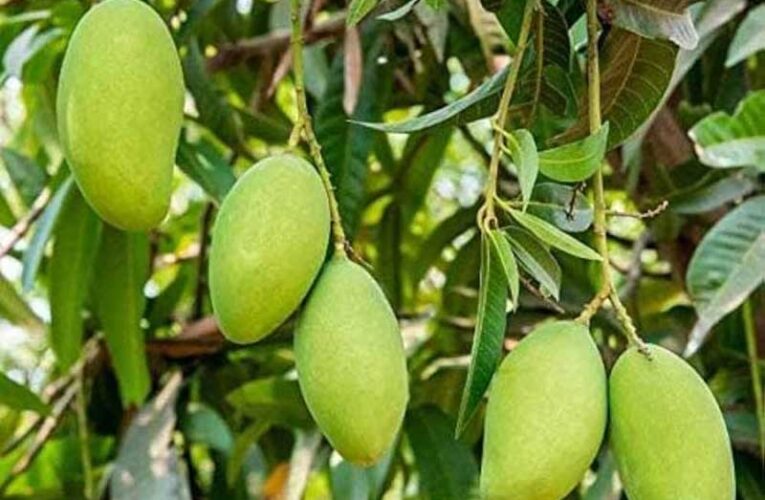 Harsh winters pose challenges for north Indian mango farmers