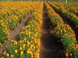 marigold-(3)-new