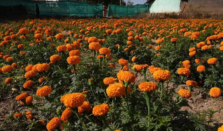 Bhavnagar farmer embraces flower cultivation, boosting income