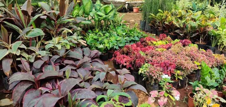 Forest Dept. pushes for quality plants to boost horticulture