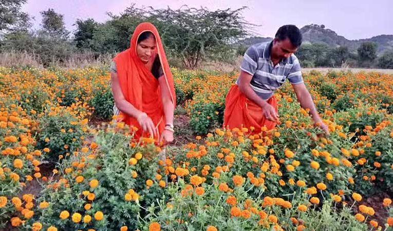 गुरला के किसान फूलों की खेती से कर रहे हैं अपना गुज़ारा