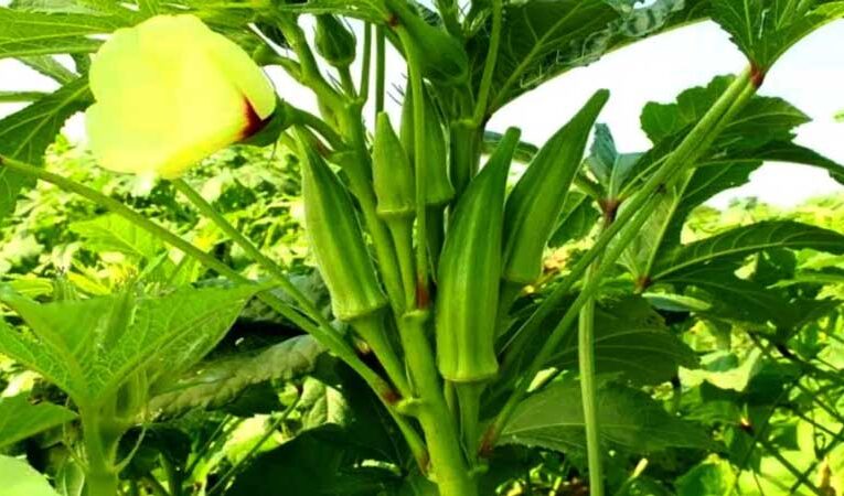 Farmers in Hardoi reap huge profits through okra farming