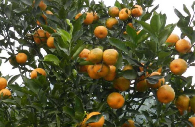 Kalimpong gears up for two-day orange festival on December 14, 15