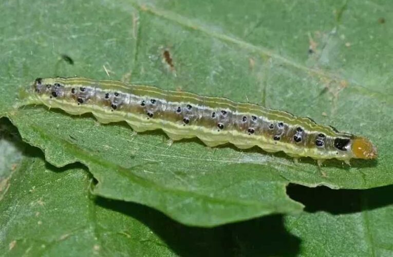 Leaf webber pests threaten mango, guava, and litchi orchards