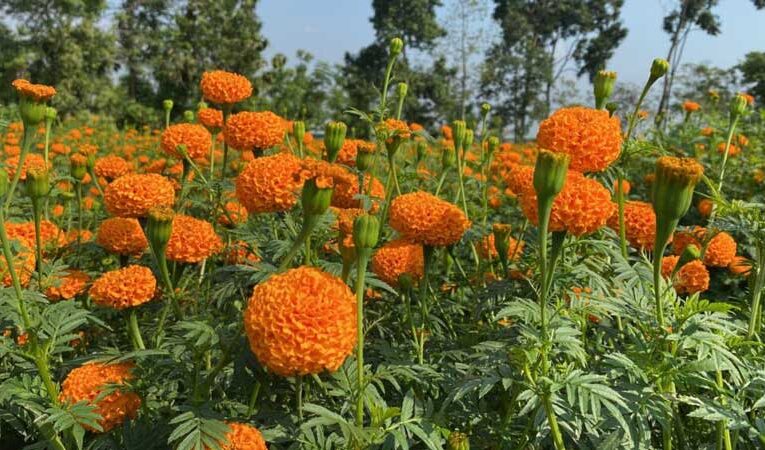 Farmers of West Bengal’s hilly area prefer flower farming