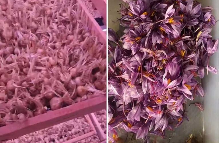 Haryana’s two brothers earn success through saffron farming